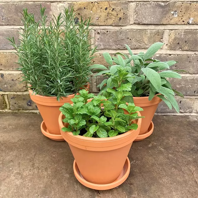 Herb Plants +Terracotta Pots & Saucers Collection (3 x Herbs + 3 x 17cm Pots & Saucers) - image 2