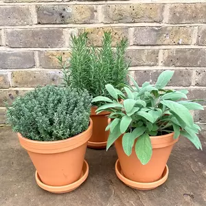 Herb Plants +Terracotta Pots & Saucers Collection (3 x Herbs + 3 x 17cm Pots & Saucers) - image 3