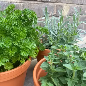 Herb Plants +Terracotta Pots & Saucers Collection (3 x Herbs + 3 x 17cm Pots & Saucers) - image 4
