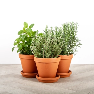 Herb Plants +Terracotta Pots & Saucers Collection (3 x Herbs + 3 x 17cm Pots & Saucers) - image 1