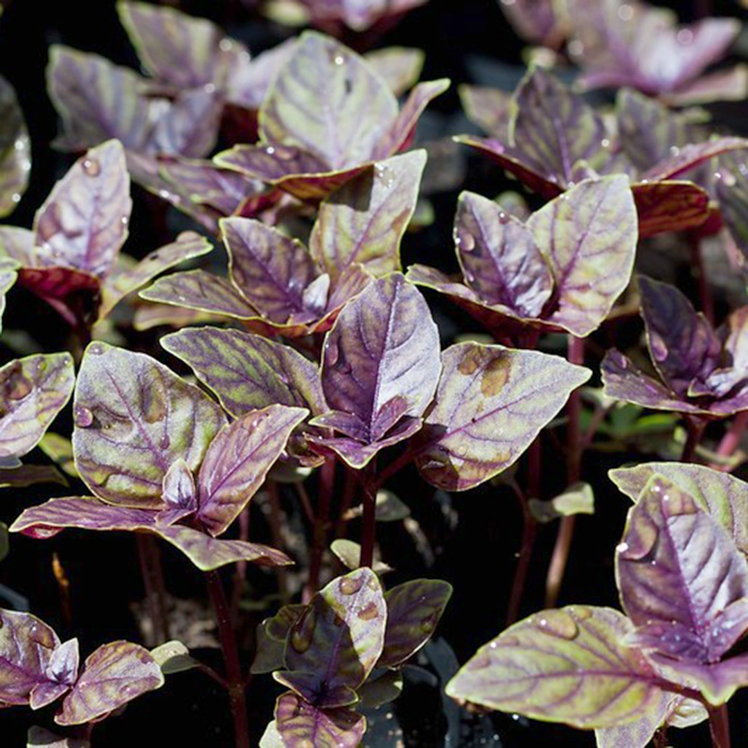 Herb Seeds - Basil Crimson King at Boma Garden Centre