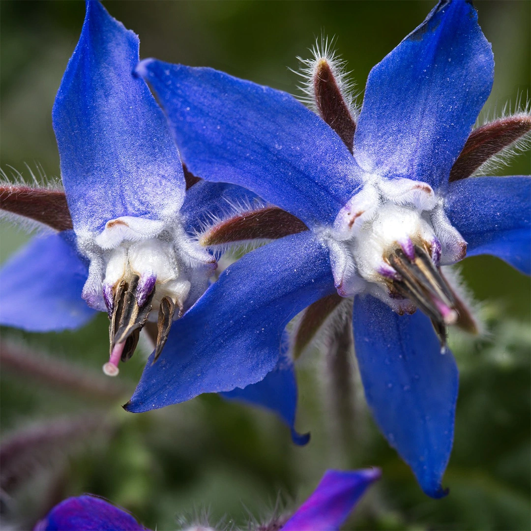 Herb Seeds - Borage at Boma Garden Centre