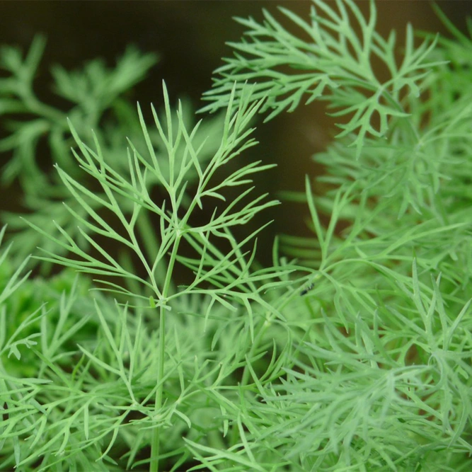 Herb Seeds - Bouquet Dill - image 1