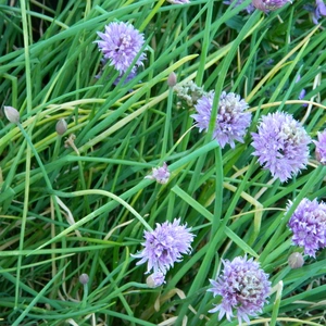 Herb Seeds - Chives - image 1