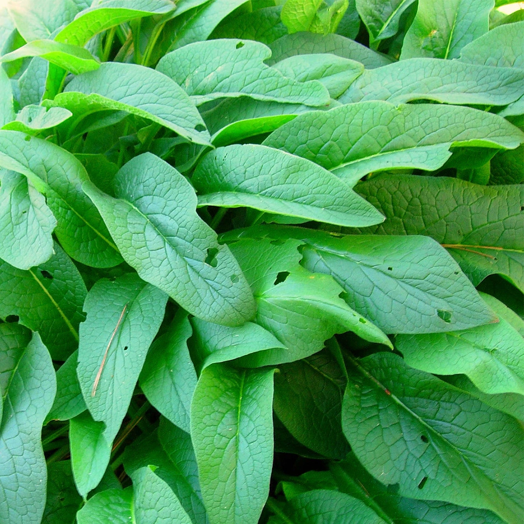 Herb Seeds - Comfrey Symphytum officinale at Boma Garden Centre