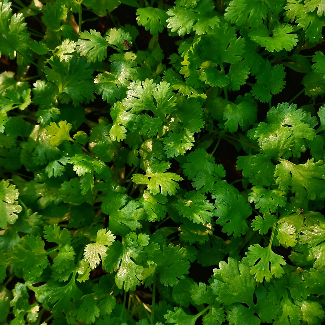 Herb Seeds - Coriander at Boma Garden Centre