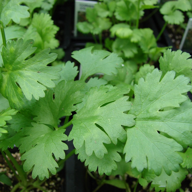 Coriander Cilantro available at Boma Garden Centre London - image by Forest and Kim Starr