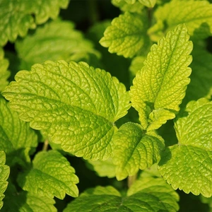 Herb Seeds - Lemon Balm - image 1