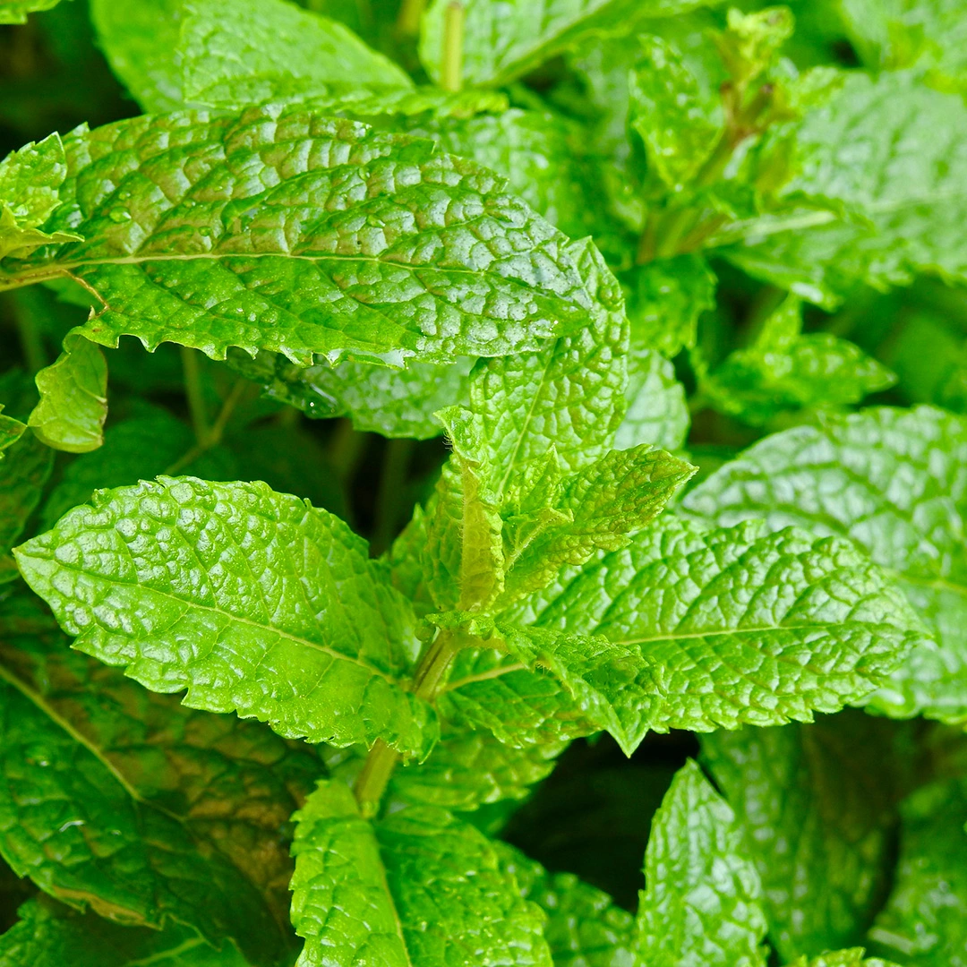 Herb Seeds - Mint at Boma Garden Centre