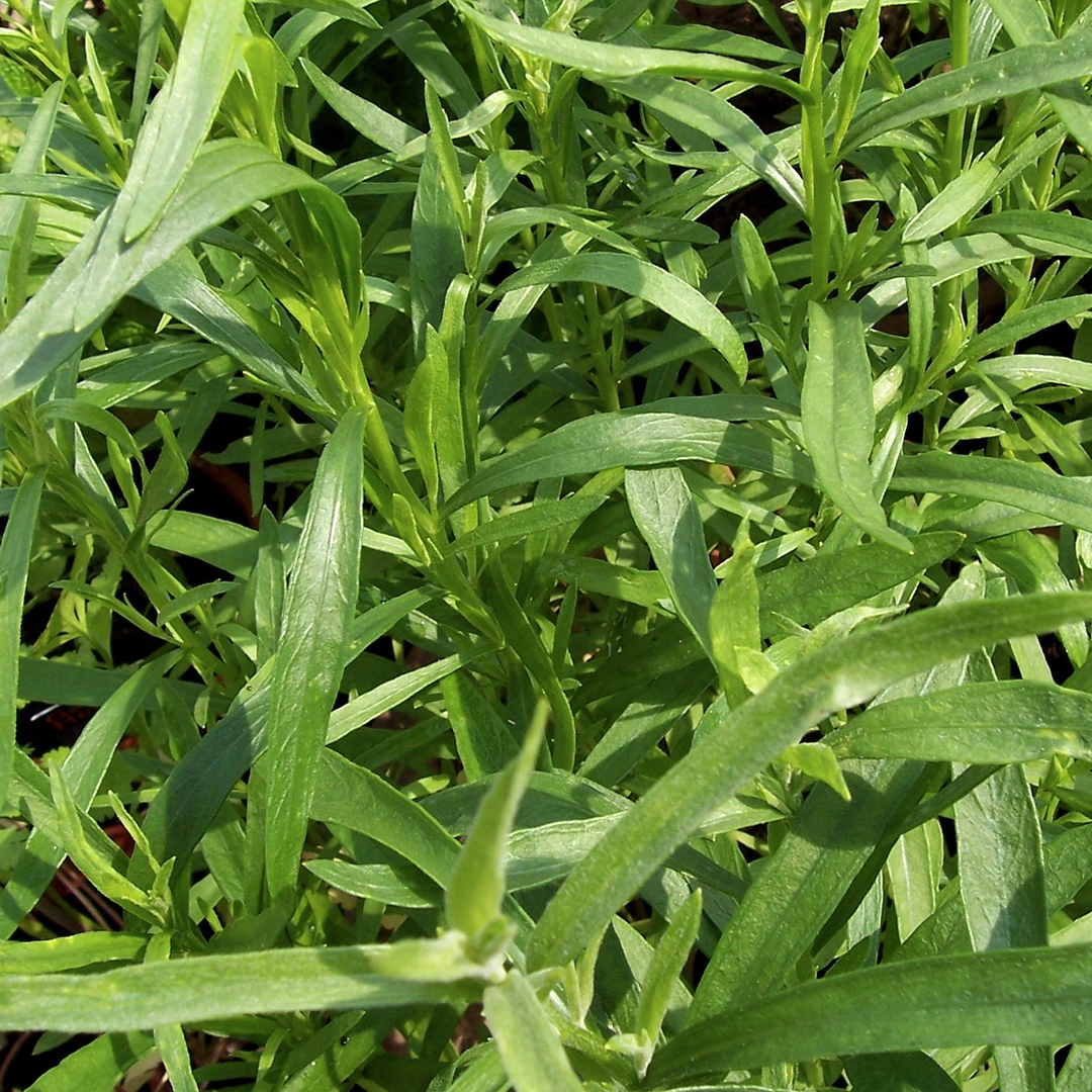Herb Seeds - Russian Tarragon at Boma Garden Centre