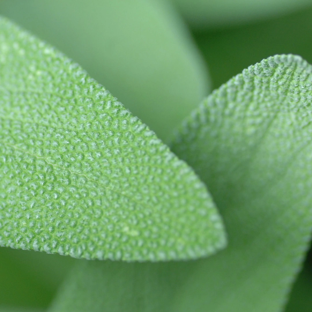 Herb Seeds - Sage from Boma Garden Centre