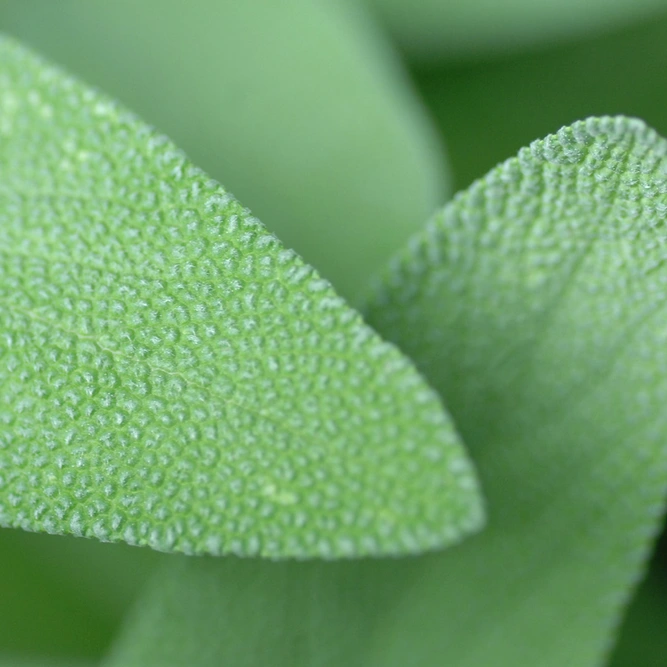 Herb Seeds - Sage - image 1