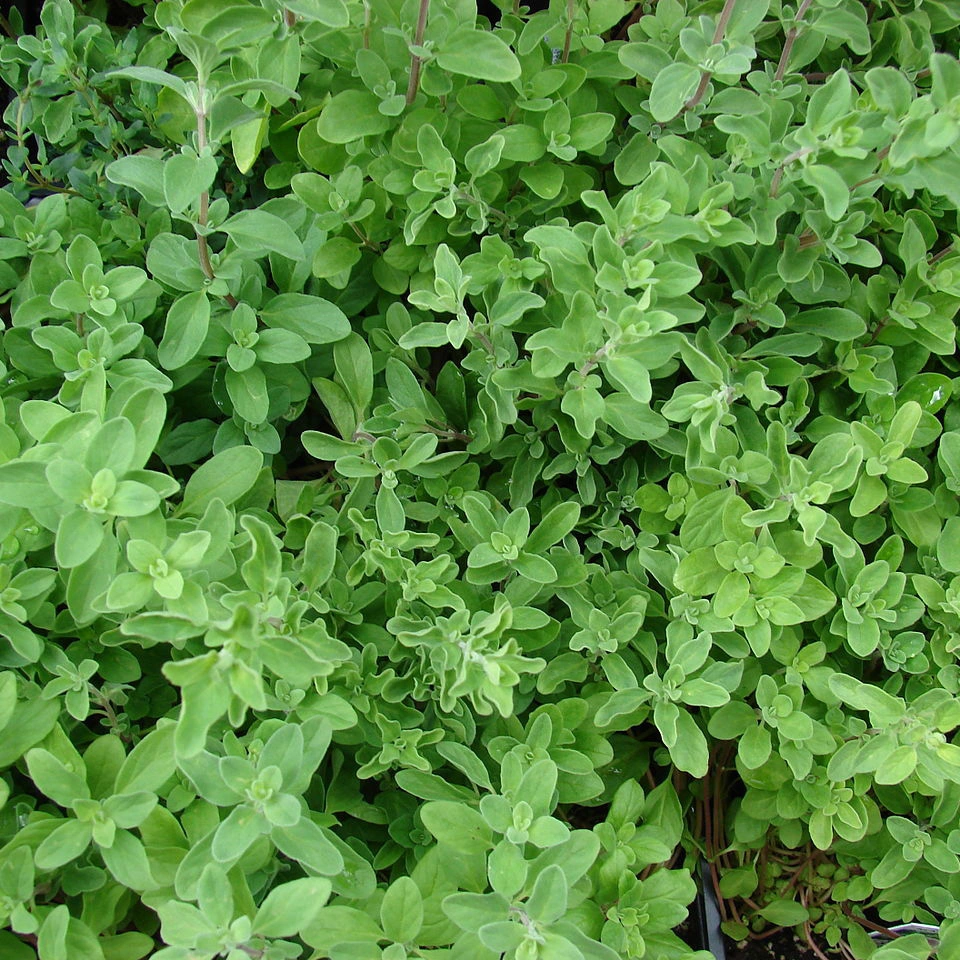 Herb Seeds - Sweet Marjoram at Boma Garden Centre