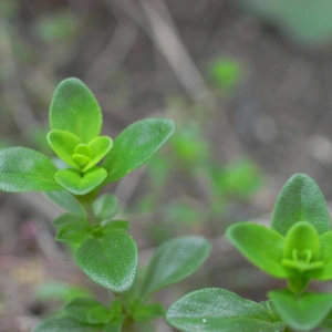 Herb Seeds - Thyme Olde English - image 1