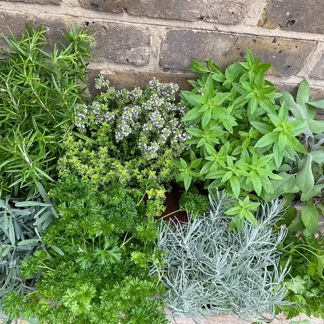 Herb Starter Collection (12Pcs x 1Ltr) - image 2