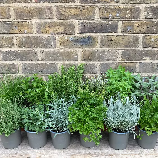 Herb Starter Collection (12Pcs x 1Ltr Pots) - image 3