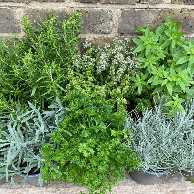 Herb Starter Collection (12Pcs x 1Ltr Pots) - image 4