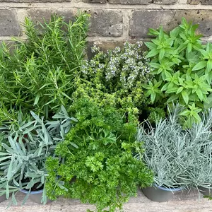 Herb Starter Collection (12Pcs x 1Ltr Pots) - image 4