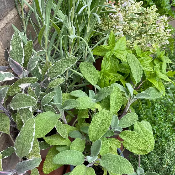 Herb Starter Collection (12Pcs x 9cm) - image 2