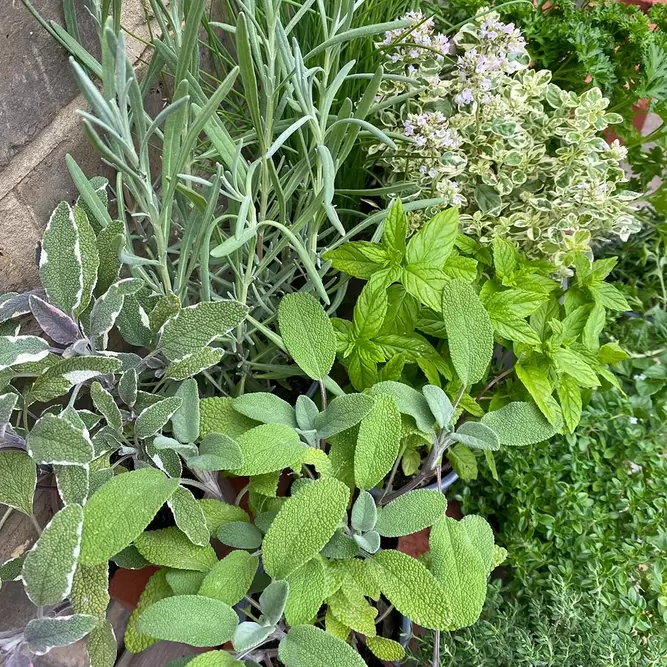 Herb Starter Collection (12Pcs x 9cm) - image 1