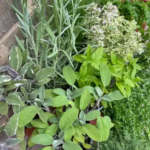 Herb Starter Collection (12Pcs x 9cm)