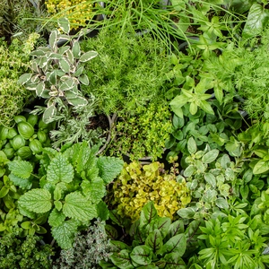 Herb Starter Collection (12Pcs x 9cm) - image 7