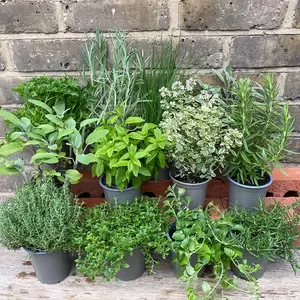 Herb Starter Collection (12Pcs x 9cm Pots) - image 3