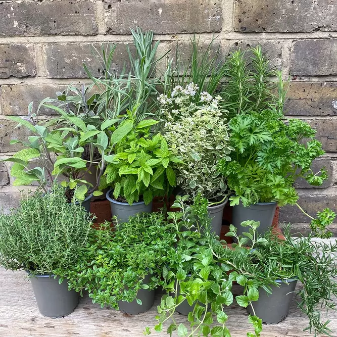 Herb Starter Collection (12Pcs x 9cm Pots) - image 4