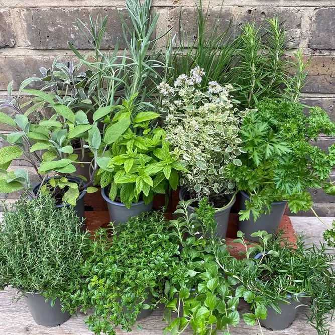 Herb Starter Collection (12Pcs x 9cm Pots) - image 5