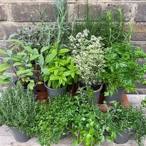 Herb Starter Collection (12Pcs x 9cm Pots) - image 5