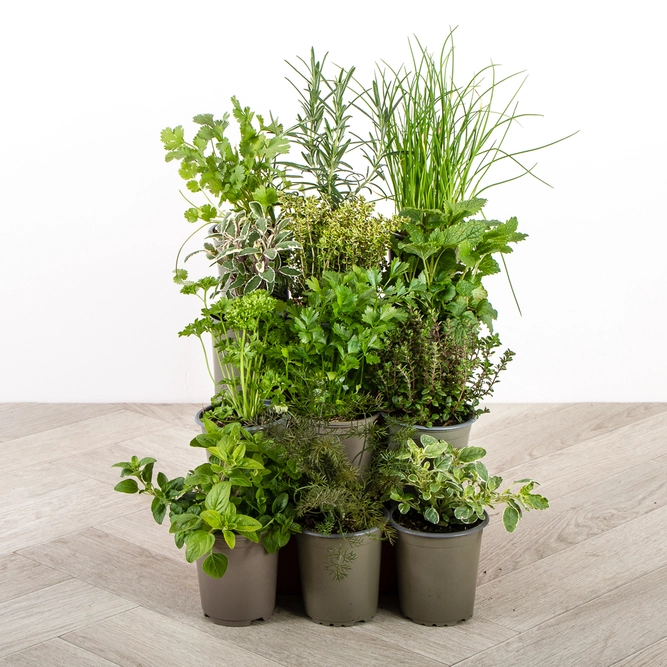 Herb Starter Collection (12Pcs x 9cm Pots) - image 6