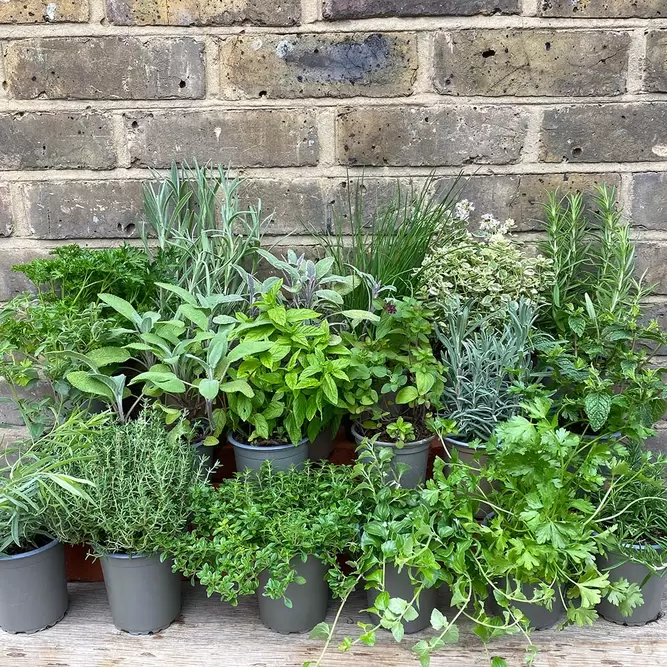 Herb Starter Collection (18Pcs x 9cm) - image 4