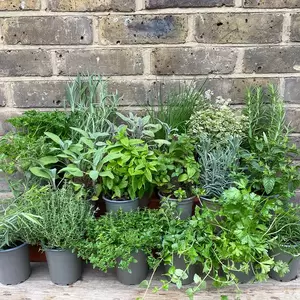 Herb Starter Collection (18Pcs x 9cm) - image 4