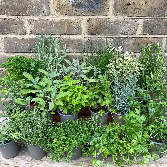 Herb Starter Collection (18Pcs x 9cm) - image 5