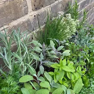 Herb Starter Collection (18Pcs x 9cm) - image 2