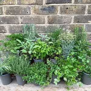 Herb Starter Collection (18Pcs x 9cm Pots) - image 3