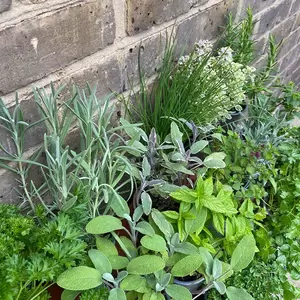 Herb Starter Collection (18Pcs x 9cm Pots)