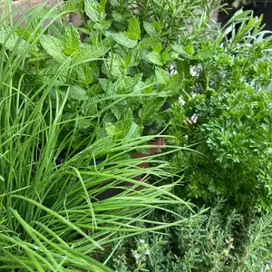 Herb Starter Collection (3Pcs x 1Ltr)