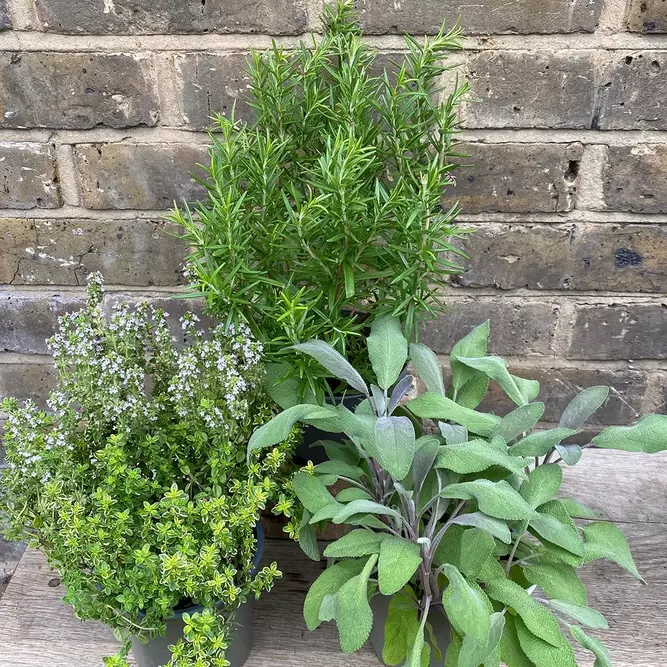 Herb Starter Collection (3Pcs x 1Ltr Pots) - image 2