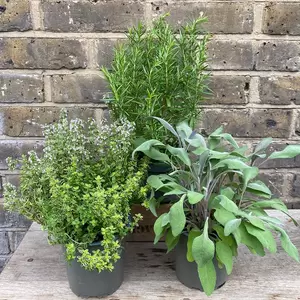 Herb Starter Collection (3Pcs x 1Ltr Pots) - image 3