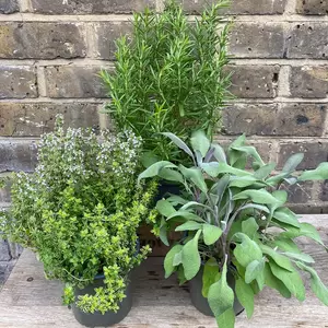 Herb Starter Collection (3Pcs x 1Ltr Pots) - image 4