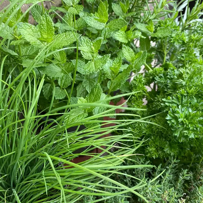 Herb Starter Collection (6Pcs x 1Ltr) - image 2