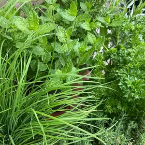 Herb Starter Collection (6Pcs x 1Ltr) - image 2