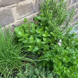 Herb Starter Collection (6Pcs x 1Ltr Pots) - image 1