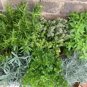 Herb Starter Collection (6Pcs x 1Ltr Pots) - image 3