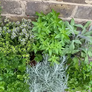 Herb Starter Collection (6Pcs x 1Ltr Pots) - image 4