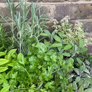 Herb Starter Collection (6Pcs x 9cm)