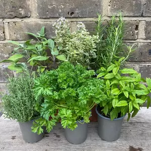 Herb Starter Collection (6Pcs x 9cm Pots) - image 2