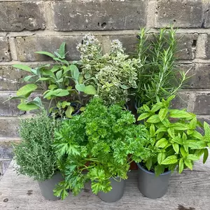 Herb Starter Collection (6Pcs x 9cm Pots) - image 3