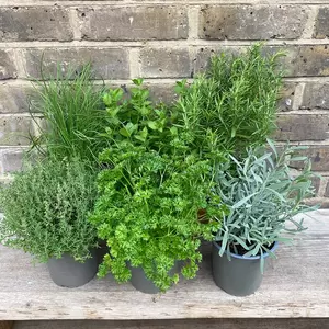 Herb Starter Collection (6Pcs x 9cm Pots) - image 4